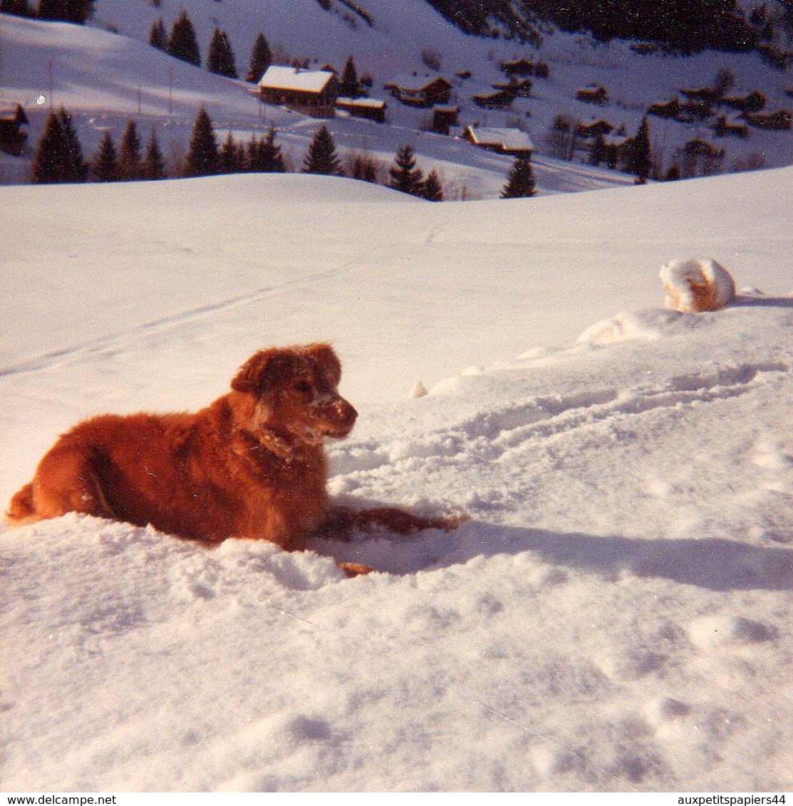 Photo Couleur Carrée Originale Chien De Montagne Des Pyrénées Ou De L'Atlas Au Choix Dans Son élément - Personnes Anonymes