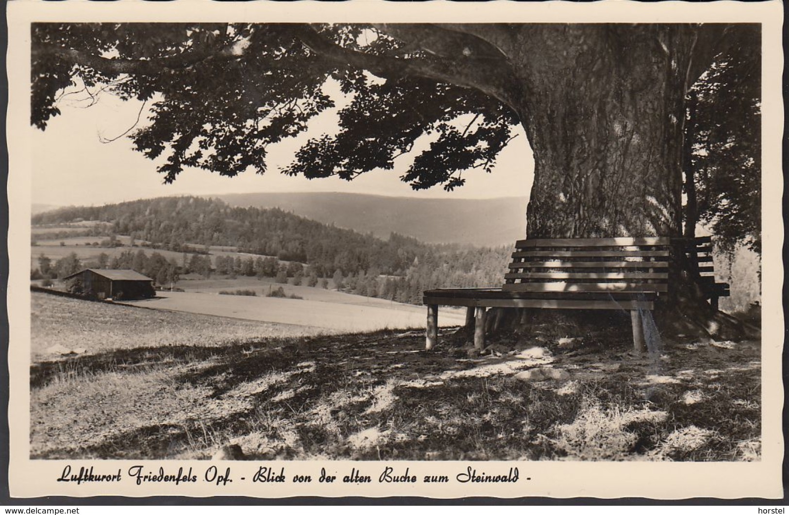 D-95688 Friedenfels Im Steinwald- Blick Von Der Alten Buche Zum Steinwald (50er Jahre) - Tirschenreuth