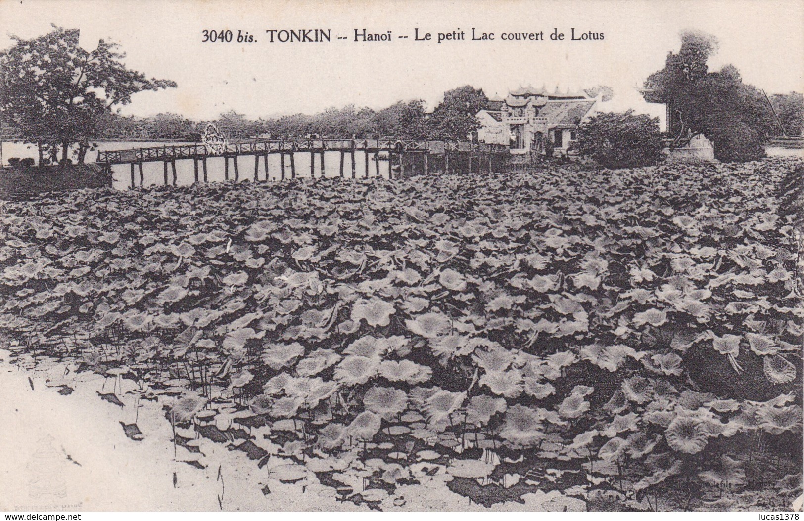 TONKIN / HANOI / LE PETIT LAC COUVERT DE LOTUS - Viêt-Nam