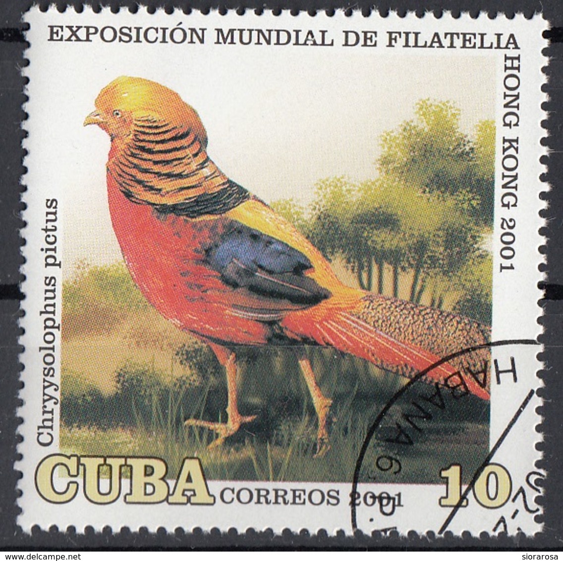 Cuba 2001 Sc. 4124 Uccelli Birds - Fagiano Dorato  Chrysolophus Pictus Nuovo CTO - Galline & Gallinaceo