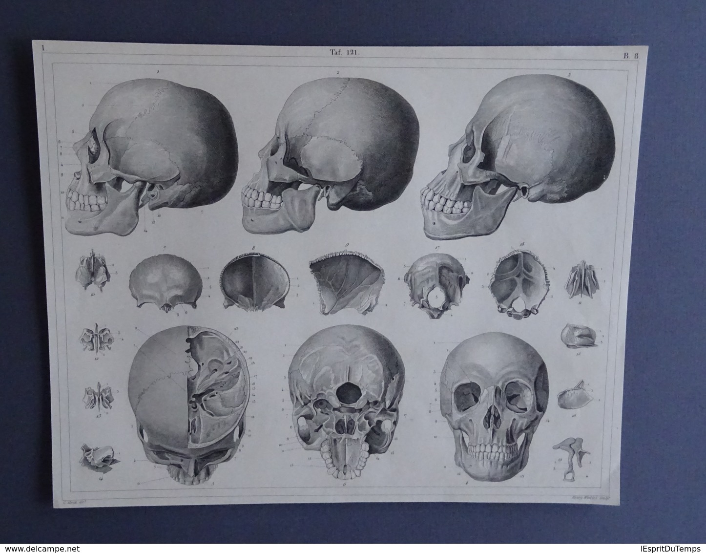 Anatomie - Schedel - Ca 1850 - Prints & Engravings