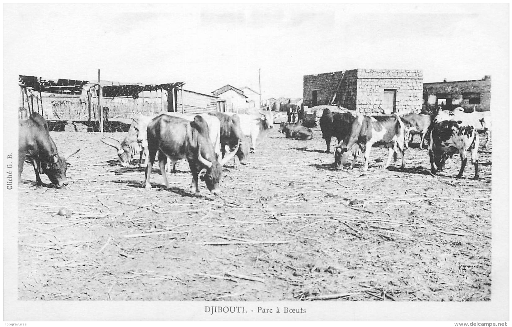 CP DJIBOUTI PARC A BOEUFS - Djibouti