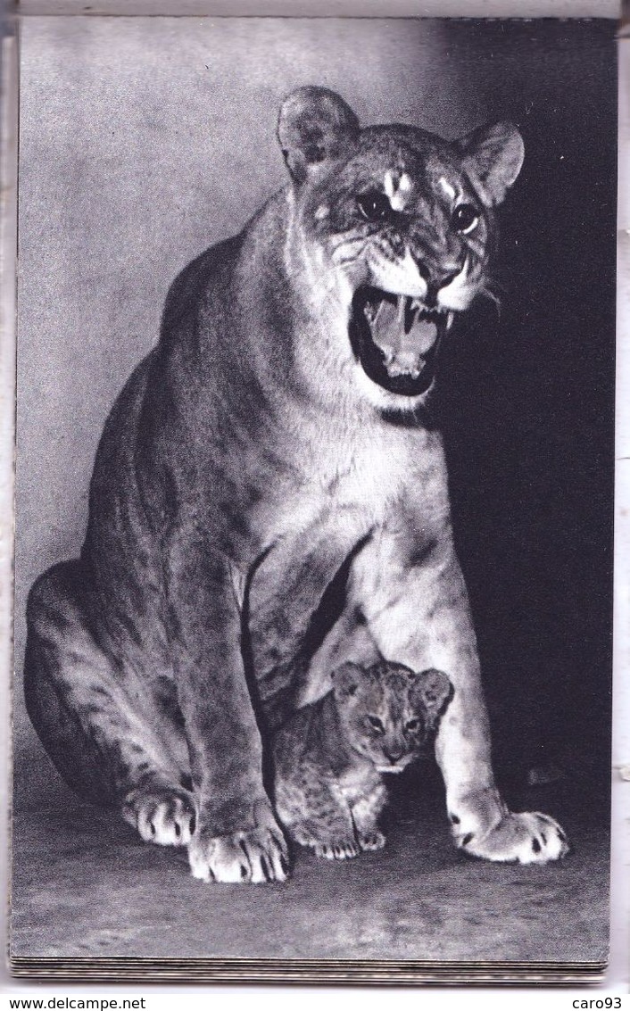 Parc Zoologique Du Bois De Vincennes Lionne Et Son Petit - Lions