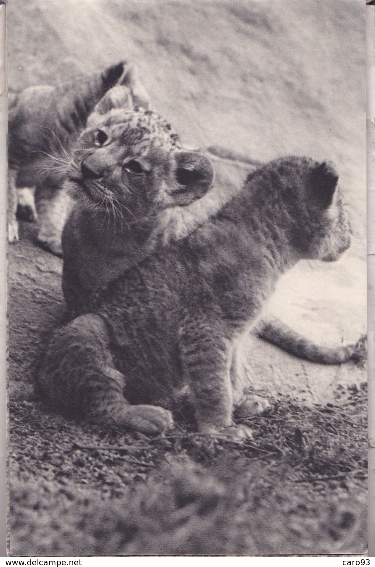 Parc Zoologique Du Bois De Vincennes Lionceaux - Lions