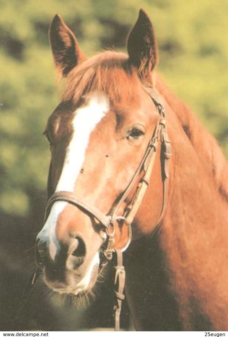 HORSES / PFERDE / CHEVAUX /  POSTCARD UNUSED SIZE XL   ( H  4595 ) - Pferde