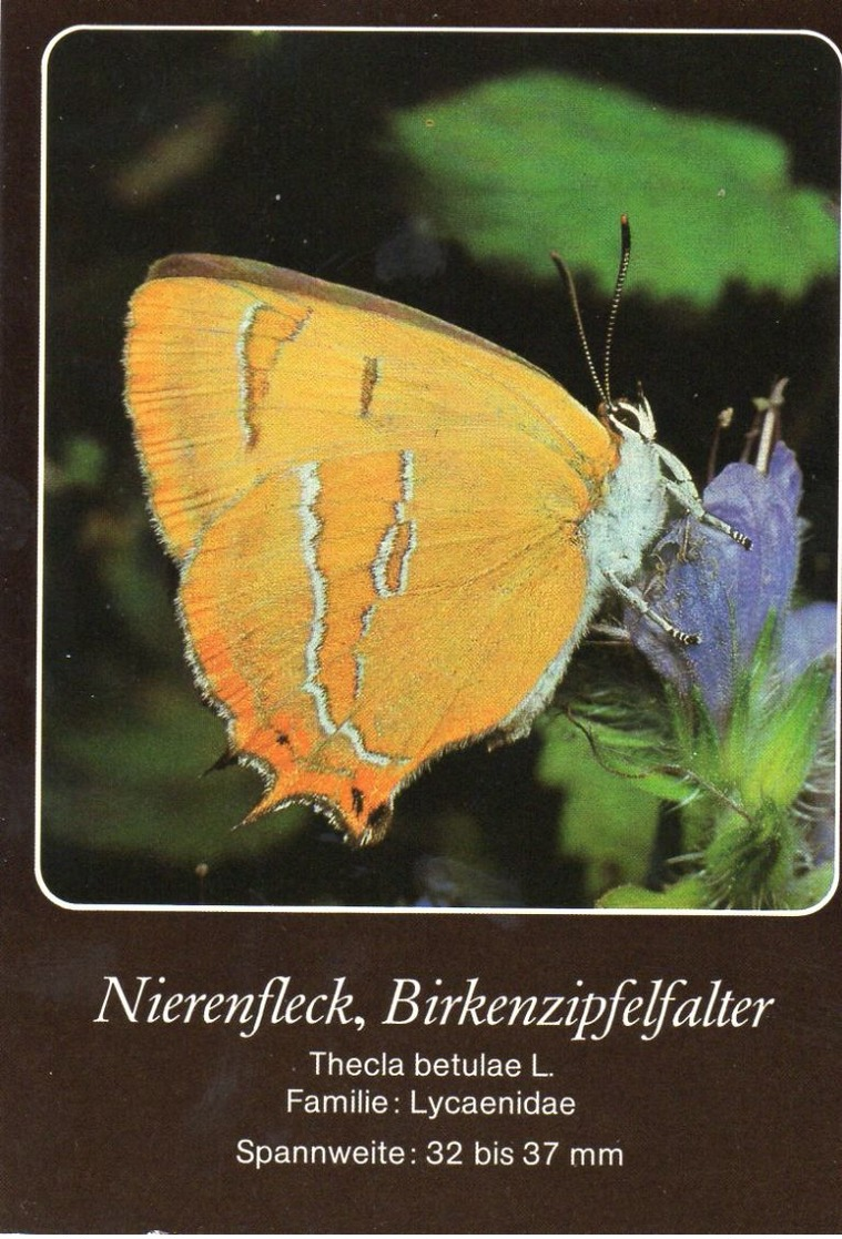 Nierenfleck, Birkenzipfelfalter (Thecla Betulae) - Vlinders