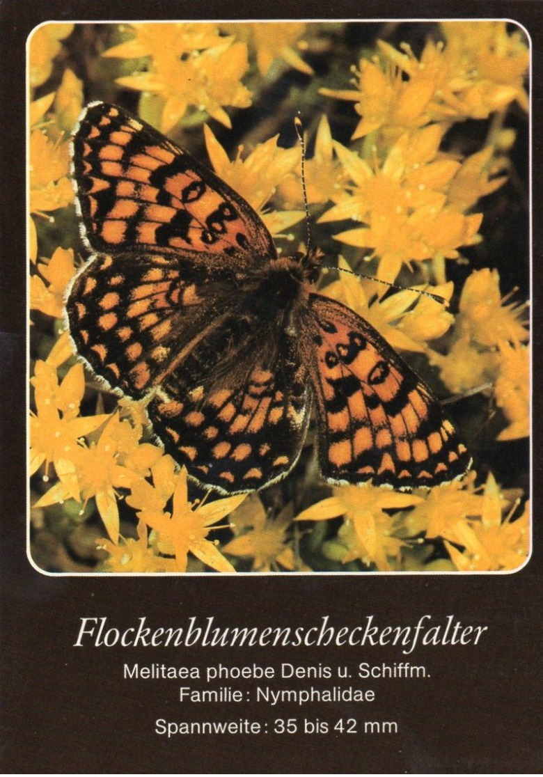 Flockenblumenscheckenfalter (Melitaea Phoebe) - Schmetterlinge