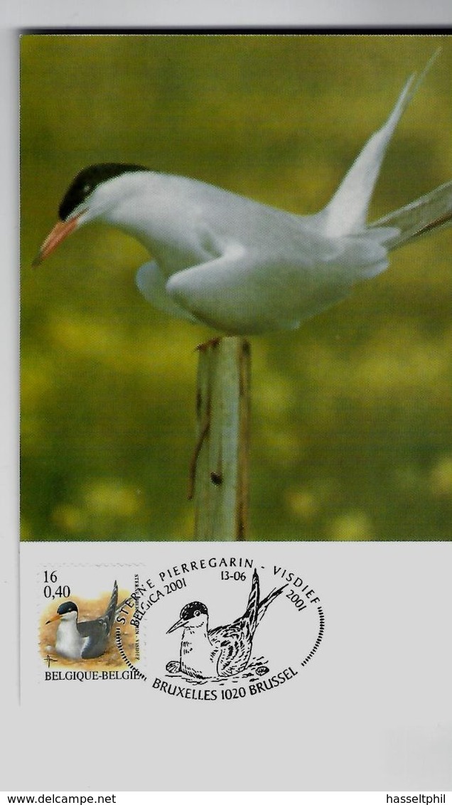 Belgie 3011  - Maximumkaart MB  - Vogels Type A. Buzin  - 2001 - 2001-2010