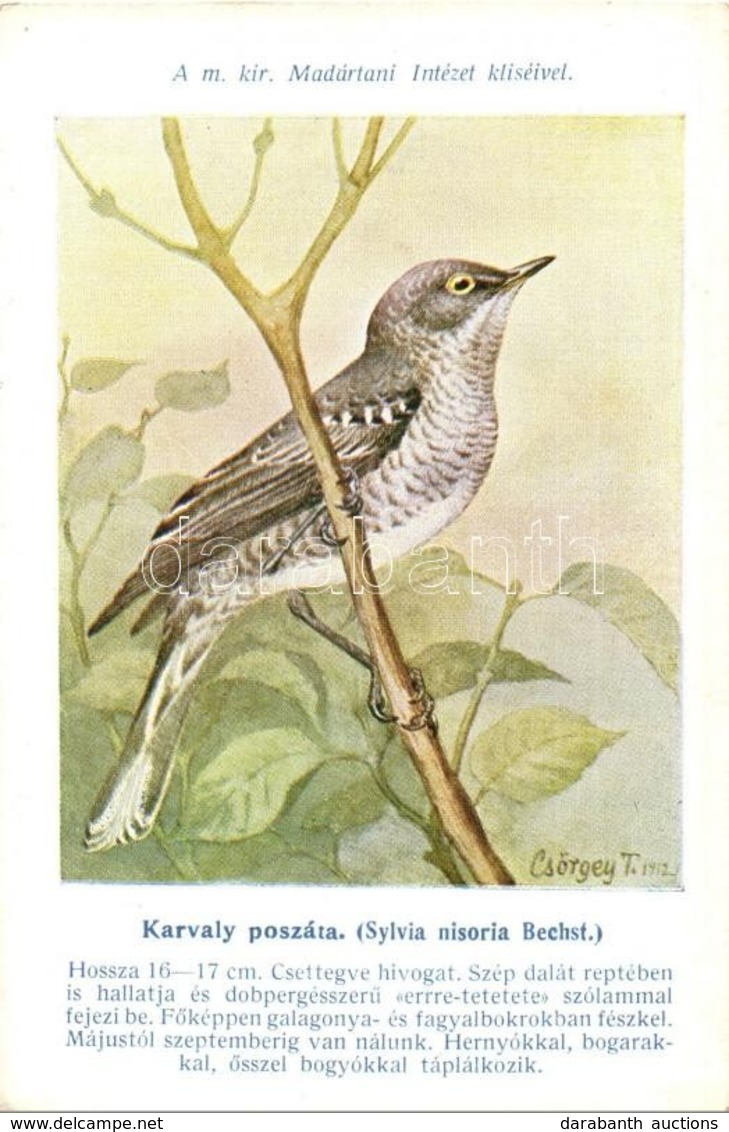 ** T2/T3 Karvaly Poszáta (Sylvia Nisoria Bechst.) A Madártani Intézet Kliséi; Hazai Madaraink Képsorozat / Barred Warble - Unclassified