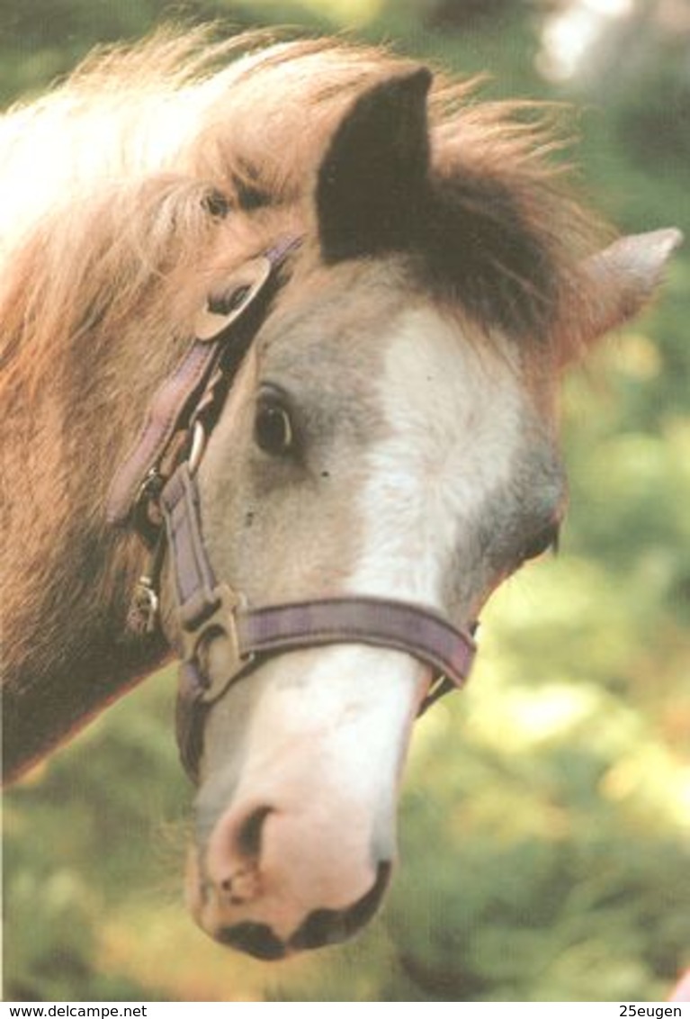 HORSES / PFERDE / CHEVAUX /  POSTCARD UNUSED SIZE XL   ( H  4603 ) - Pferde