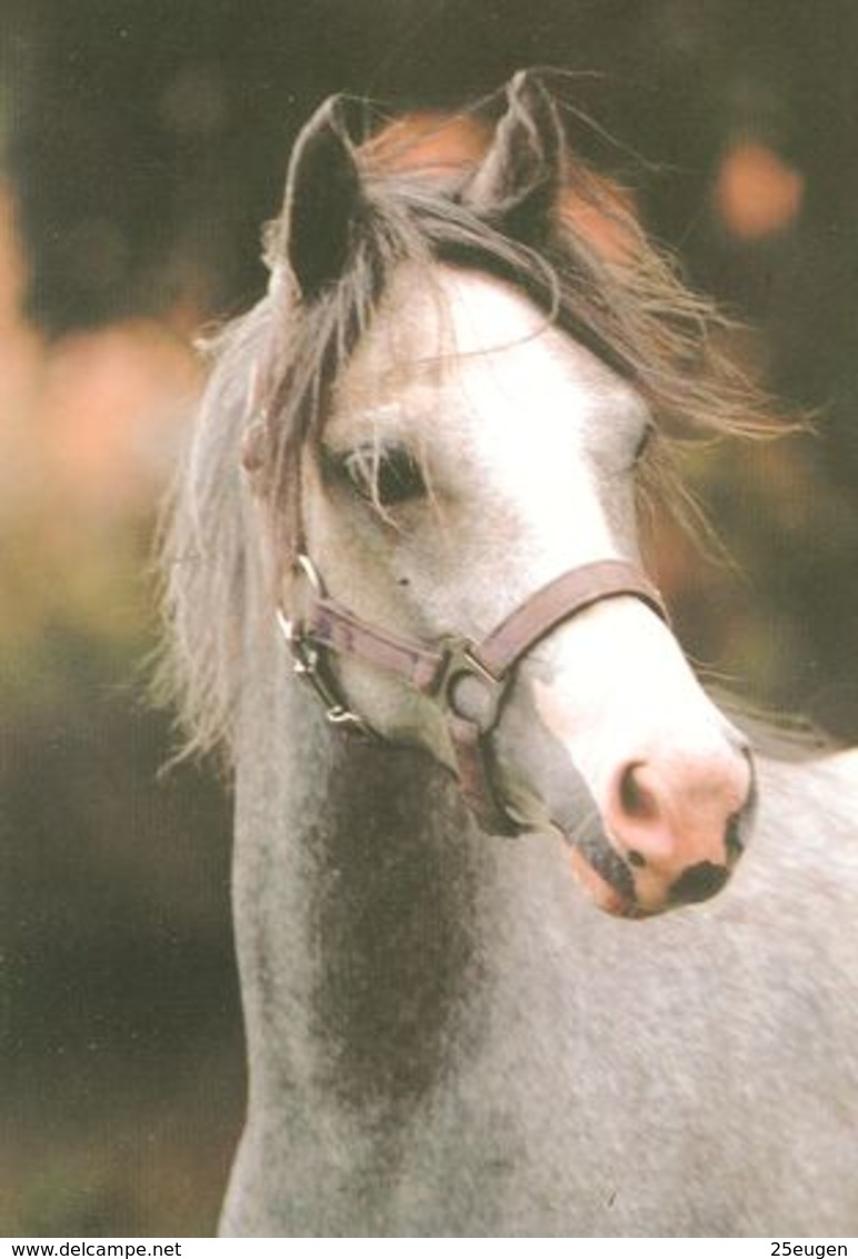 HORSES / PFERDE / CHEVAUX /  POSTCARD UNUSED SIZE XL   ( H  4608 ) - Pferde