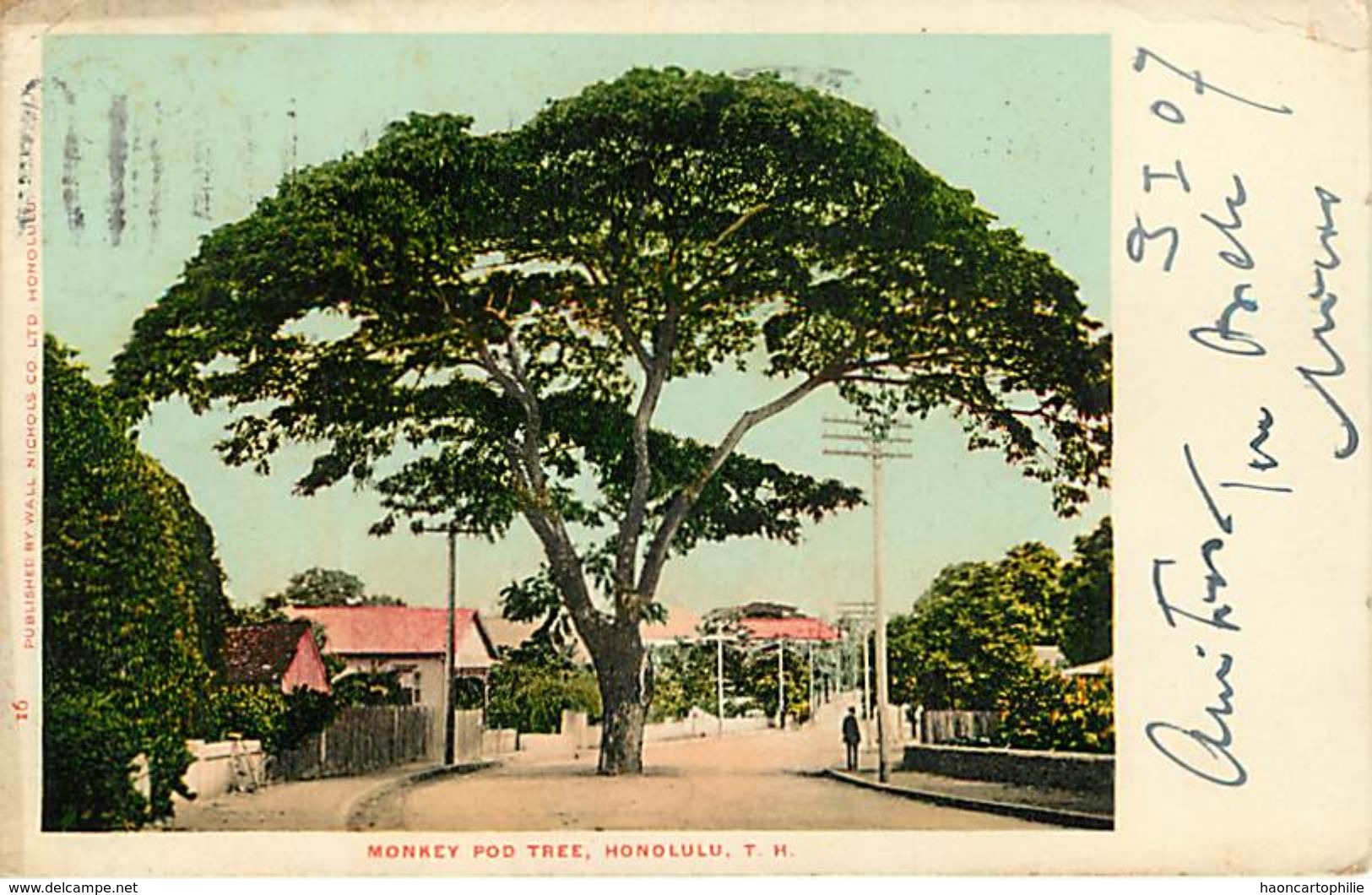 Monkey Pod Tree Honolulu - Honolulu