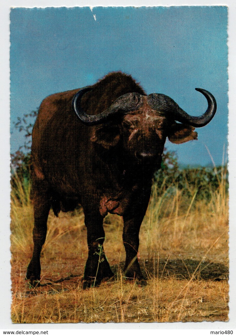 TANZANIA  UGANDA  KENYA   AFRICAN  WILDLIFE   BUFFALO   2  SCAN      (VIAGGIATA) - Tanzania