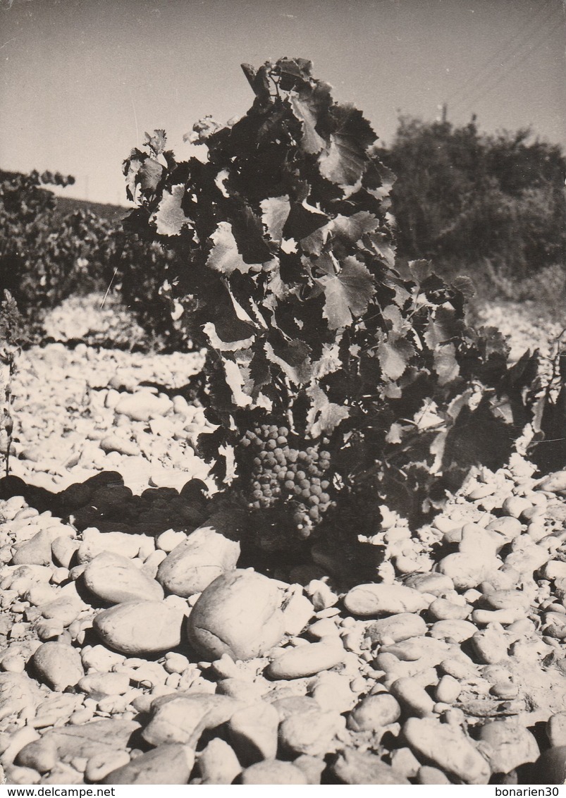 CPSM 84  CHATEAUNEUF DU PAPE  UN CEP DE VIGNE IMAGES COMTAT VENAISSIN - Chateauneuf Du Pape