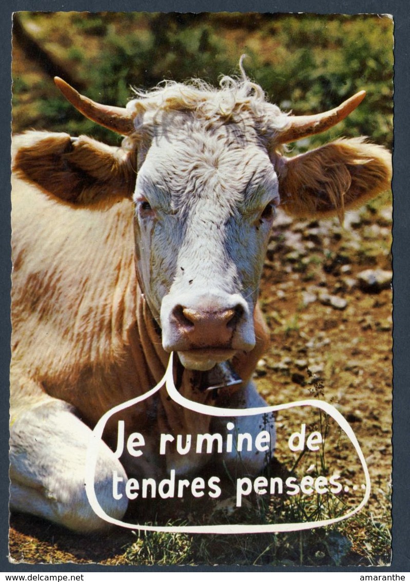 CPM Humoristique - Vaches