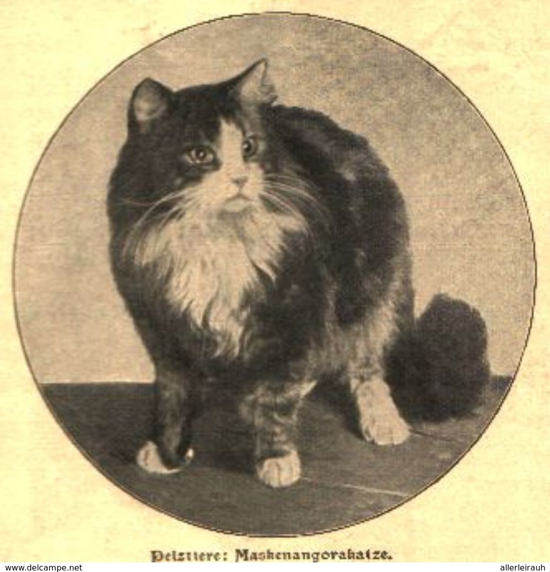 Pelztiere: Maskenangorakatze  / Druck, Entnommen Aus Zeitschrift / 1902 - Packages