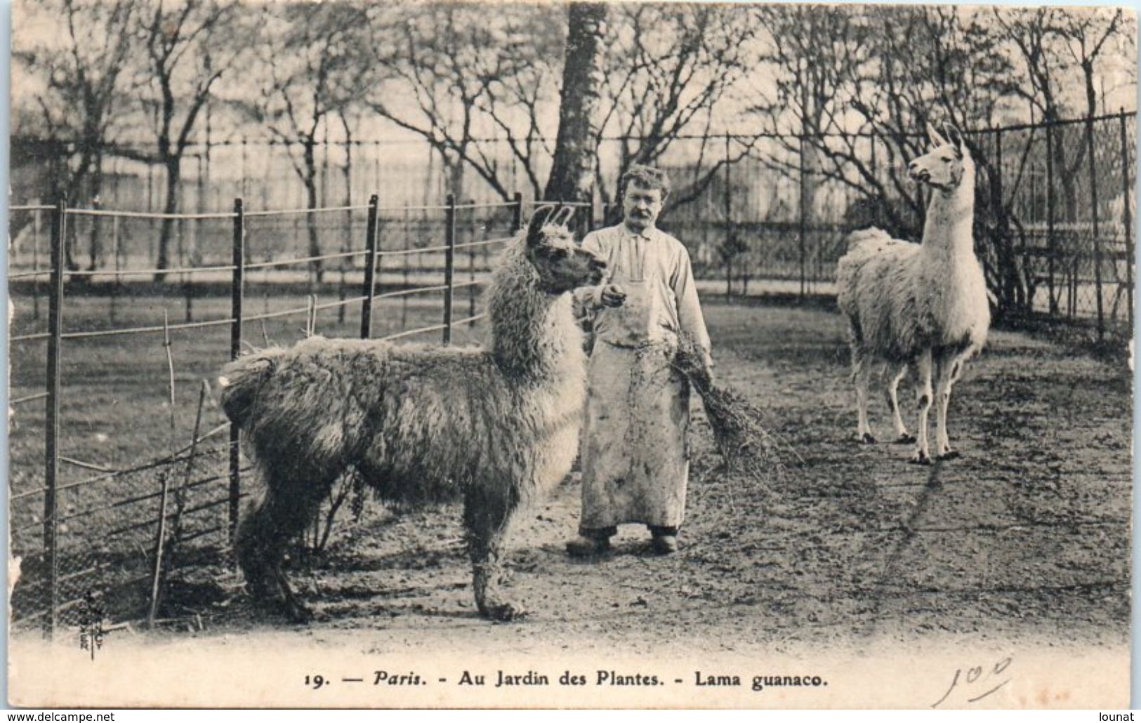 Animaux - LAMA Guanaco - Au Jardin Des Plantes - Autres & Non Classés