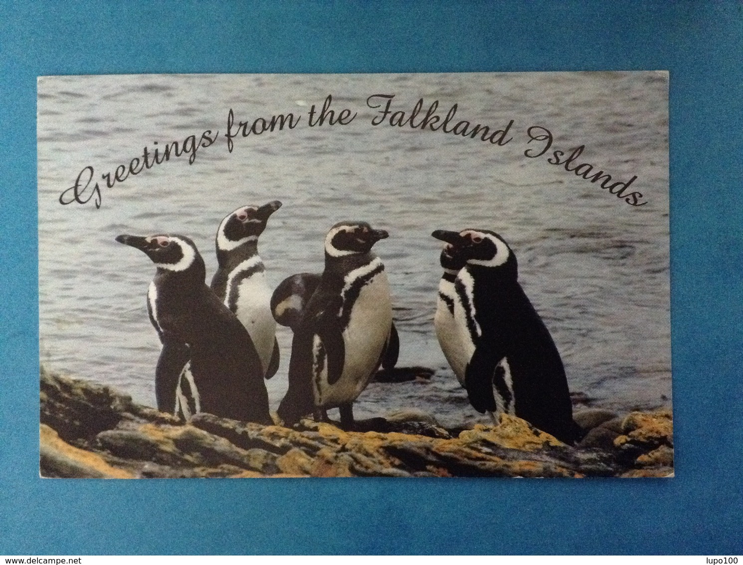 POSTCARD CARTOLINA FORMATO GRANDE VIAGGIATA ISOLE FALKLAND ISLANDS PINGUINI - Falkland Islands