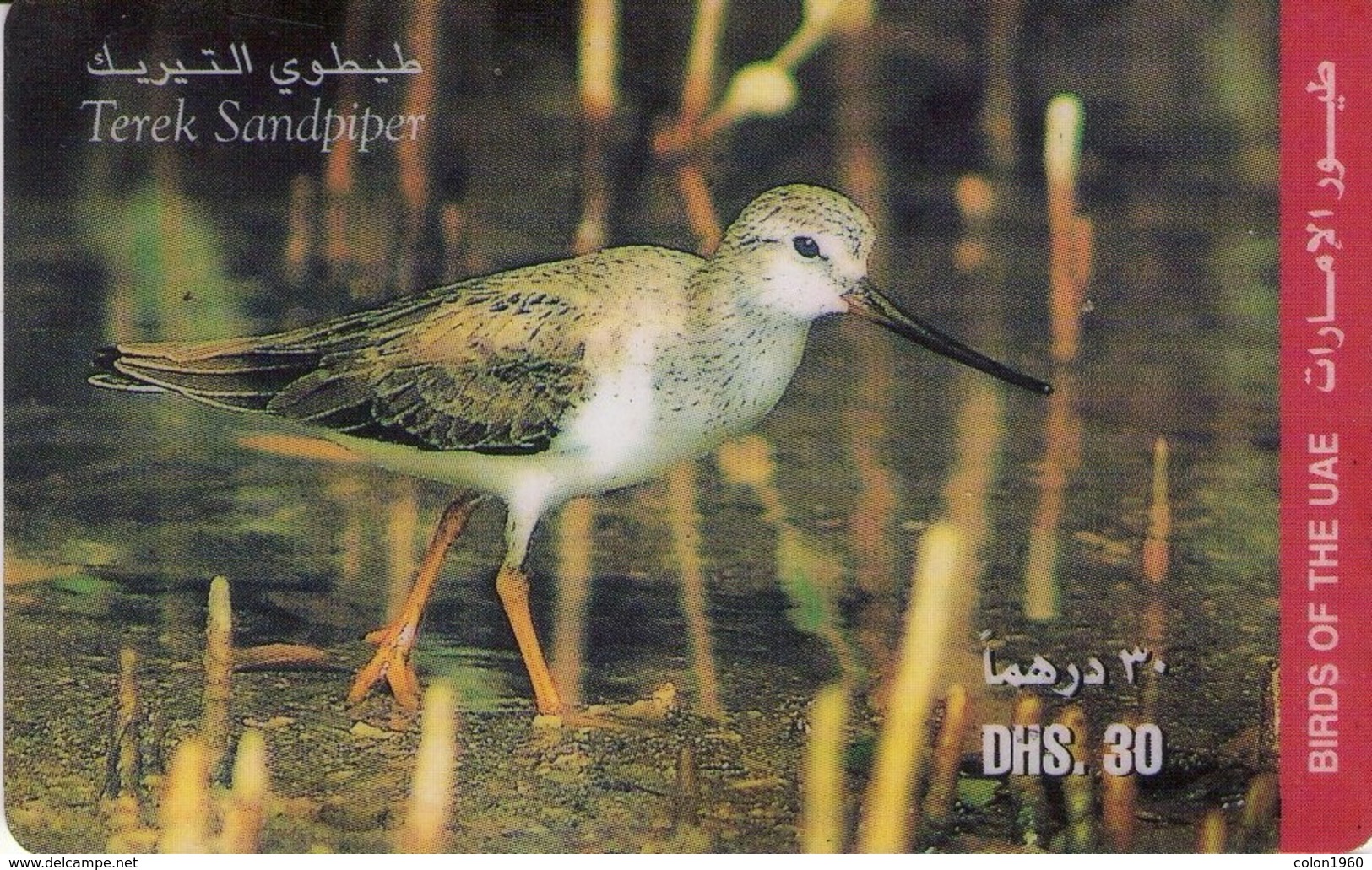 EMIRATOS ARABES UNIDOS. AE-ETI-PRE-0010A. FAUNA - AVE. Terek Sandpiper. (096) - Emiratos Arábes Unidos