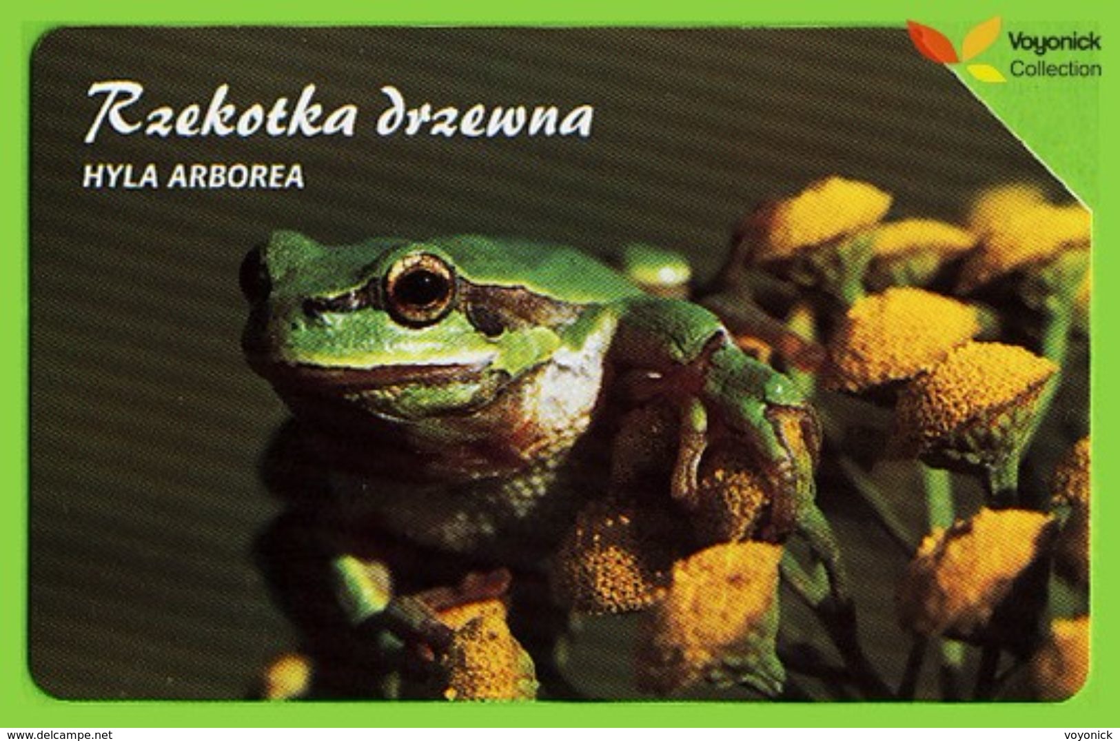 Voyo POLAND Protected Animals EUROPEAN TREE FROG Rzekotka - Hyla Arborea  - Used Phone Card 2002 # 1355 - Poland