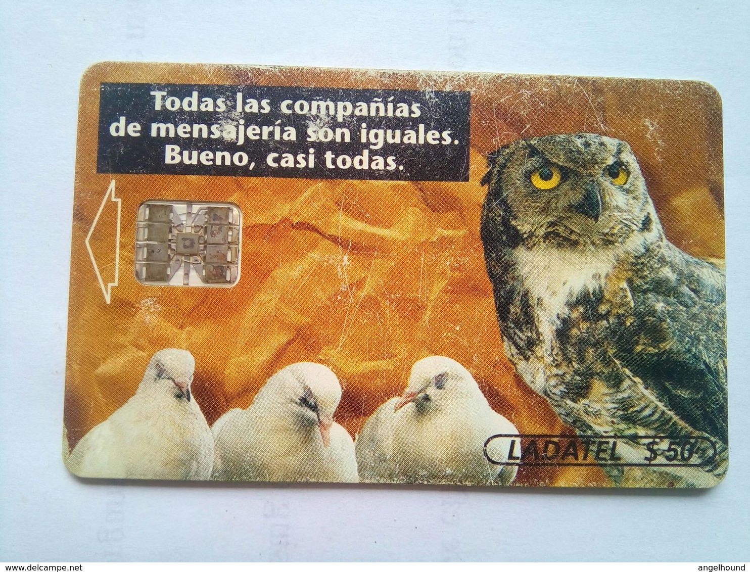 Owl With Chicks - Gufi E Civette