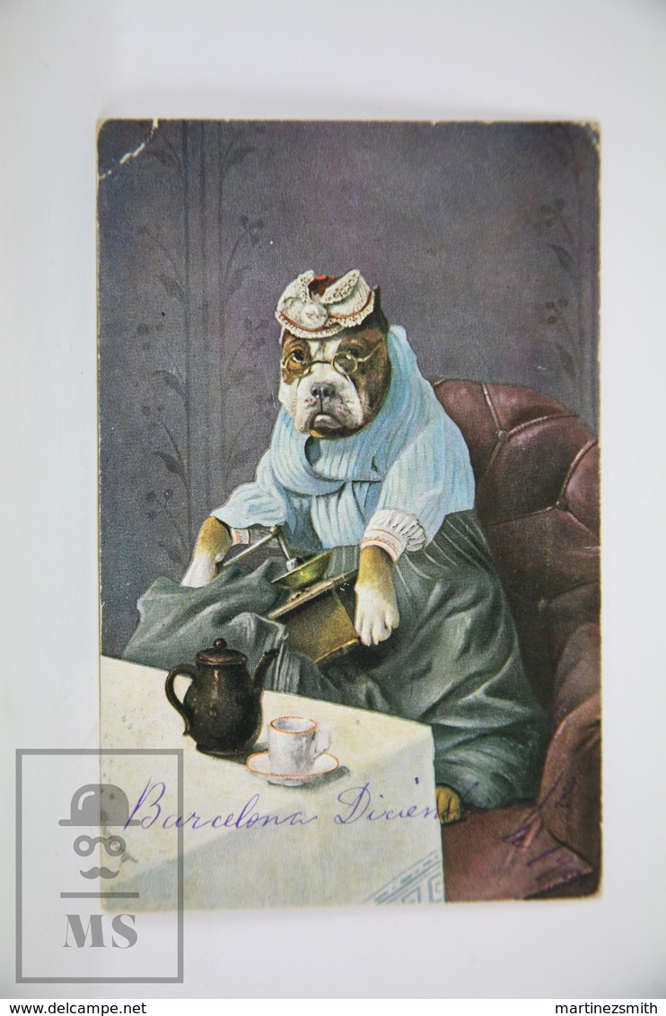 Old Illustrated Postcard 1902 - American Terrier Dressed Dog With Coffee Grinder - Perros