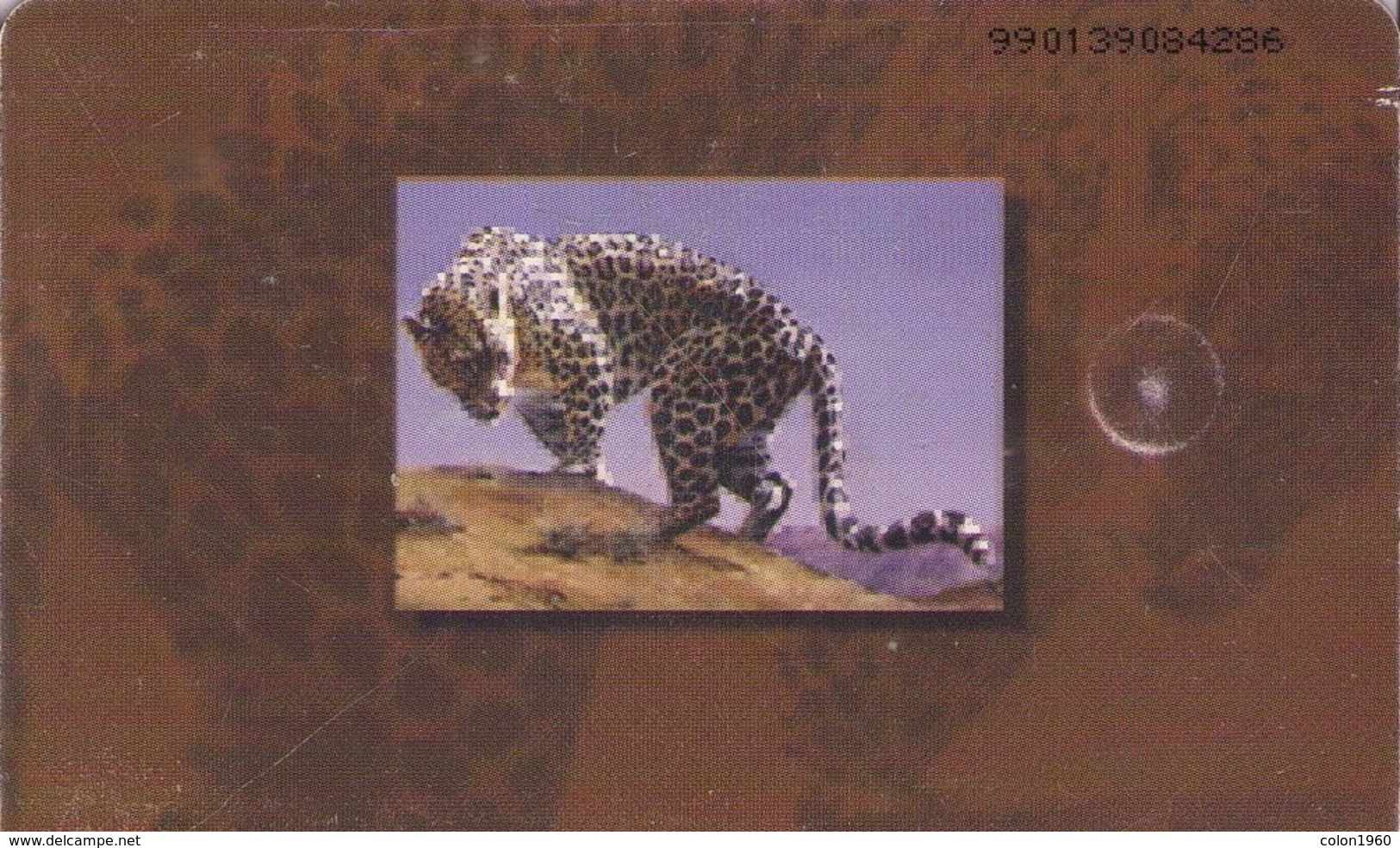 EMIRATOS ARABES UNIDOS. UAE-C-083A. Fauna. Arabian Leopard (CN: 9901). (124) - Emiratos Arábes Unidos