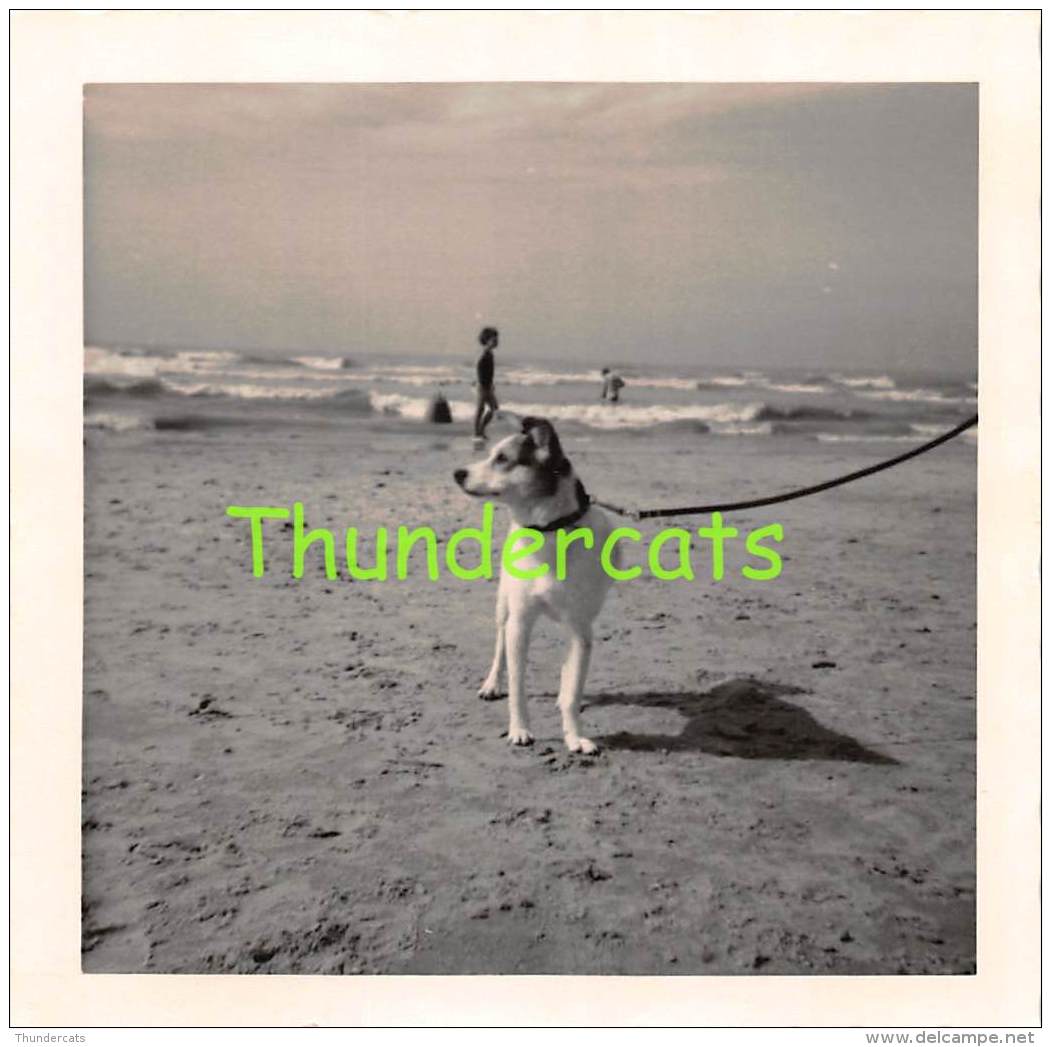 ANCIENNE PHOTO CHIEN  PLAGE WENDUYNE VINTAGE  DOG OUDE FOTO STRAND WENDUINE 9 Cm X 9 Cm - Personnes Anonymes