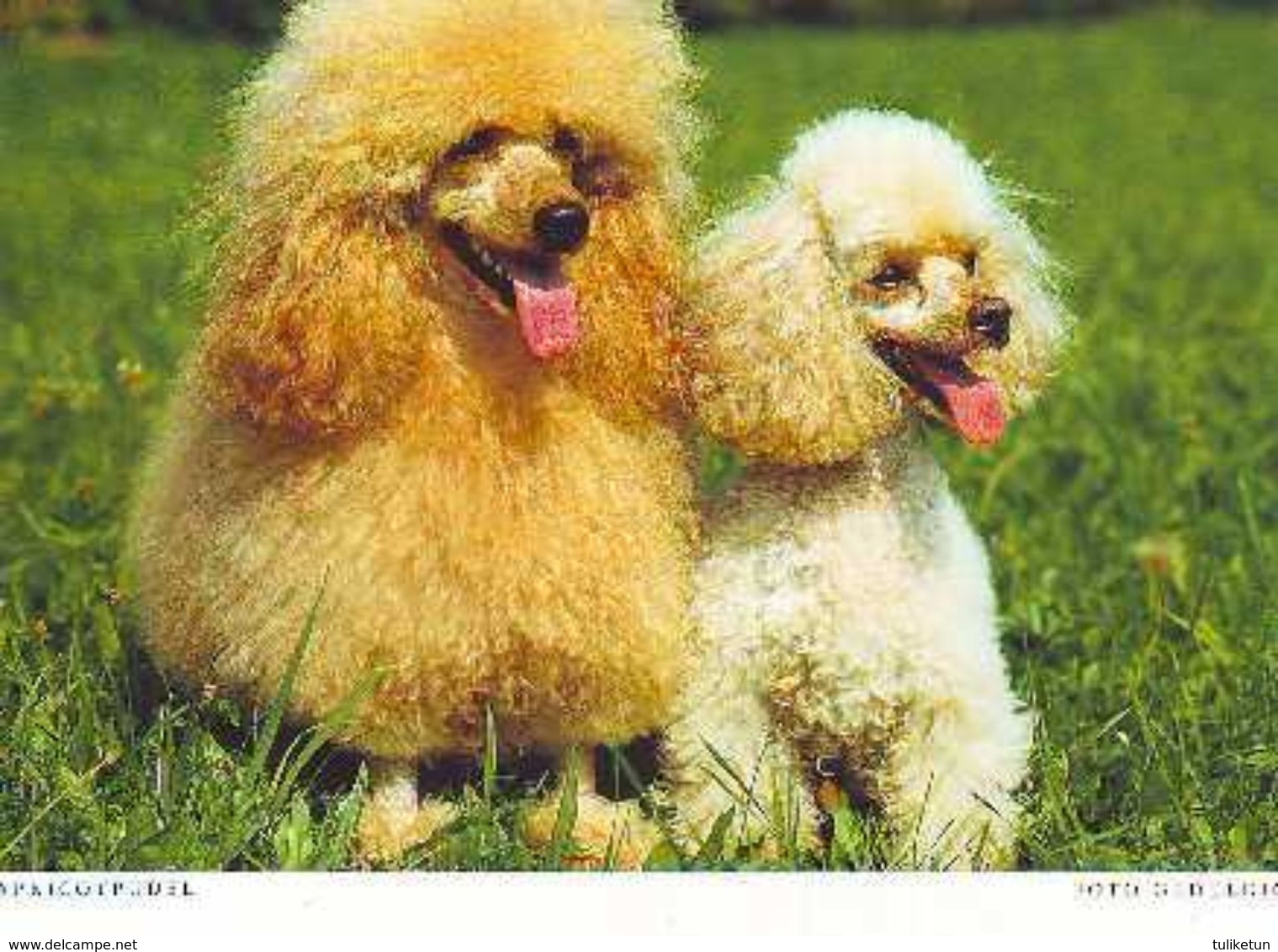 Poodle - Caniche - Dog - Chien - Cane - Hund - Hond - Perro - Chiens