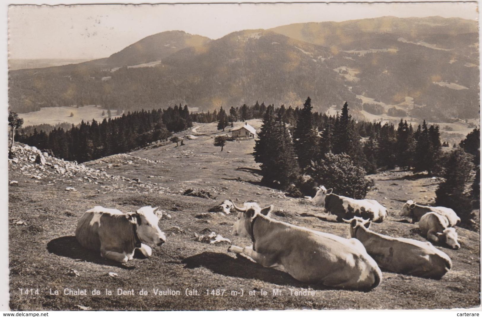 Jura Et Suisse,nord Des Alpes,vaud,chalet De La Dent De Vaulion,1487m Et Le Mont TENDRE,prés Vallorbe,vache - Vallorbe