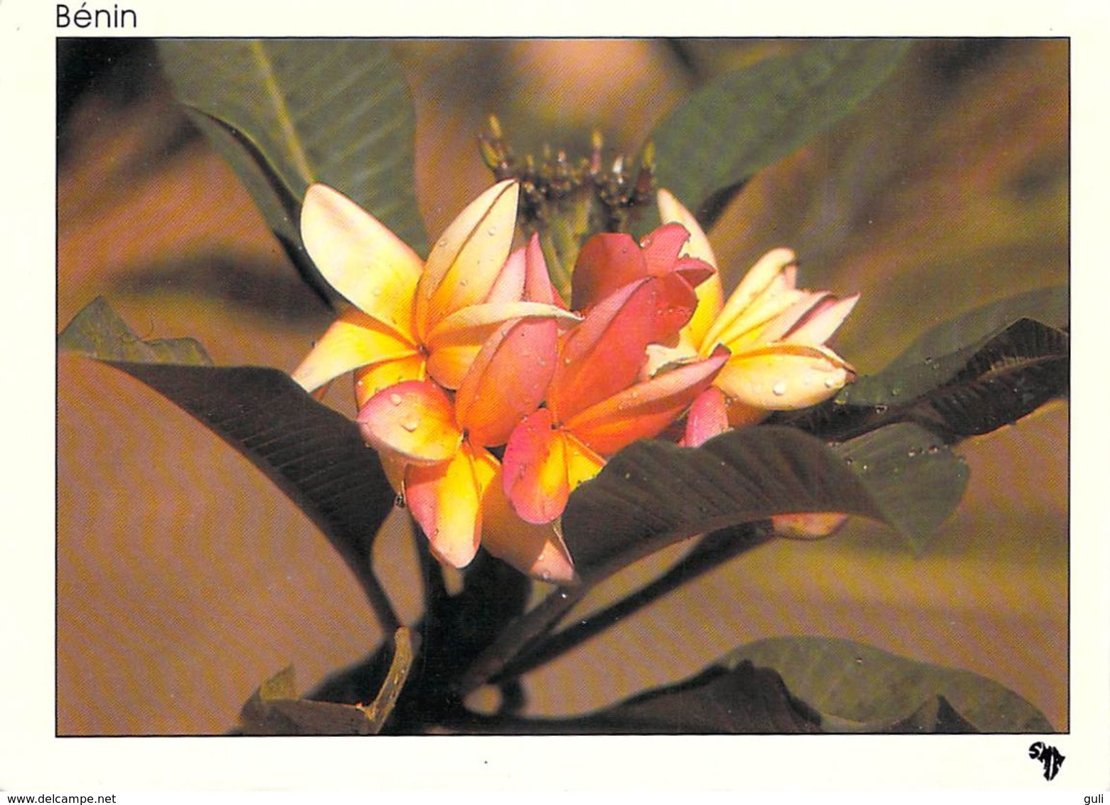 AFRIQUE Benin  Fleur De Frangipanier (flore) (MISSIONS AFRICAINES Photo Le Roux 195) *PRIX FIXE - Benin