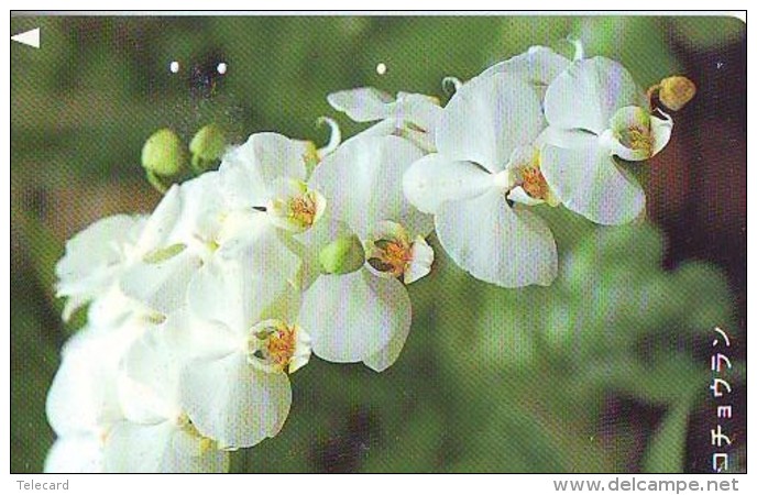 Télécarte  Japan Fleur ORCHID (3684)  Orchidée Orquídea Orchidee Flower - Fleurs