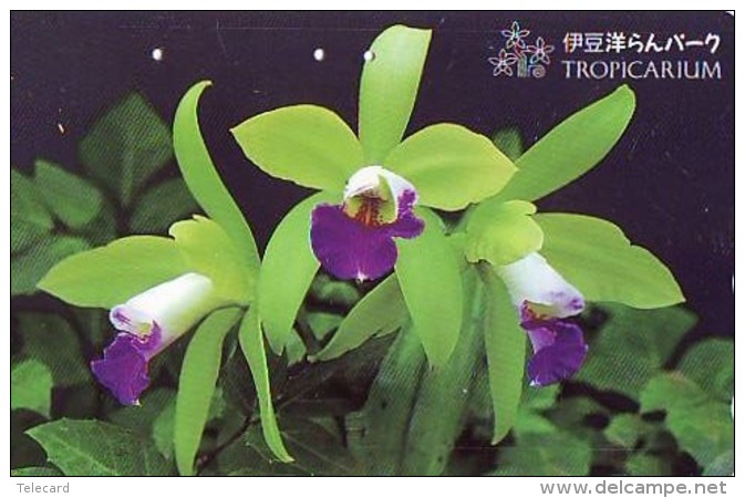 Télécarte  Japan Fleur ORCHID (3694)  Orchidée Orquídea Orchidee Flower - Fleurs