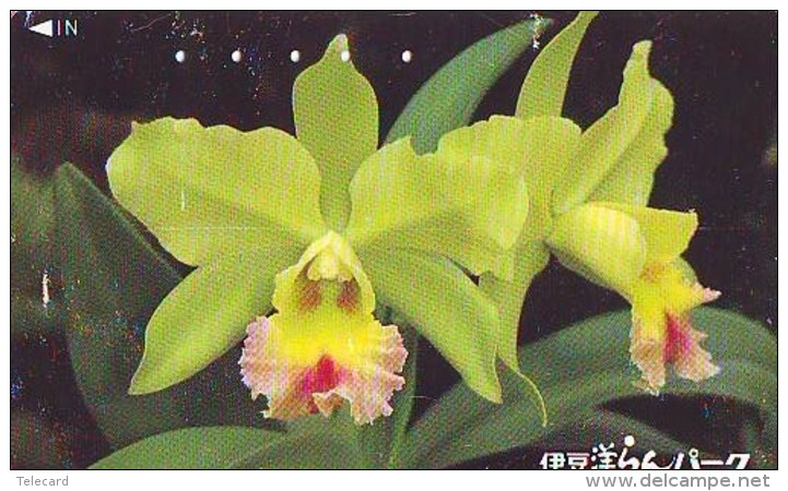 Télécarte  Japan Fleur ORCHID (3698)  Orchidée Orquídea Orchidee Flower - Fleurs