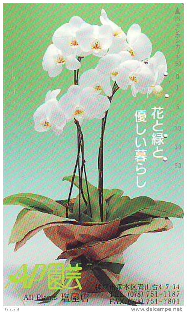 Télécarte  Japan Fleur ORCHID (3709)  Orchidée Orquídea Orchidee Flower - Fleurs