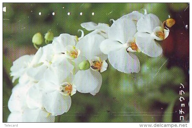 Télécarte  Japan Fleur ORCHID (3711)  Orchidée Orquídea Orchidee Flower - Fleurs