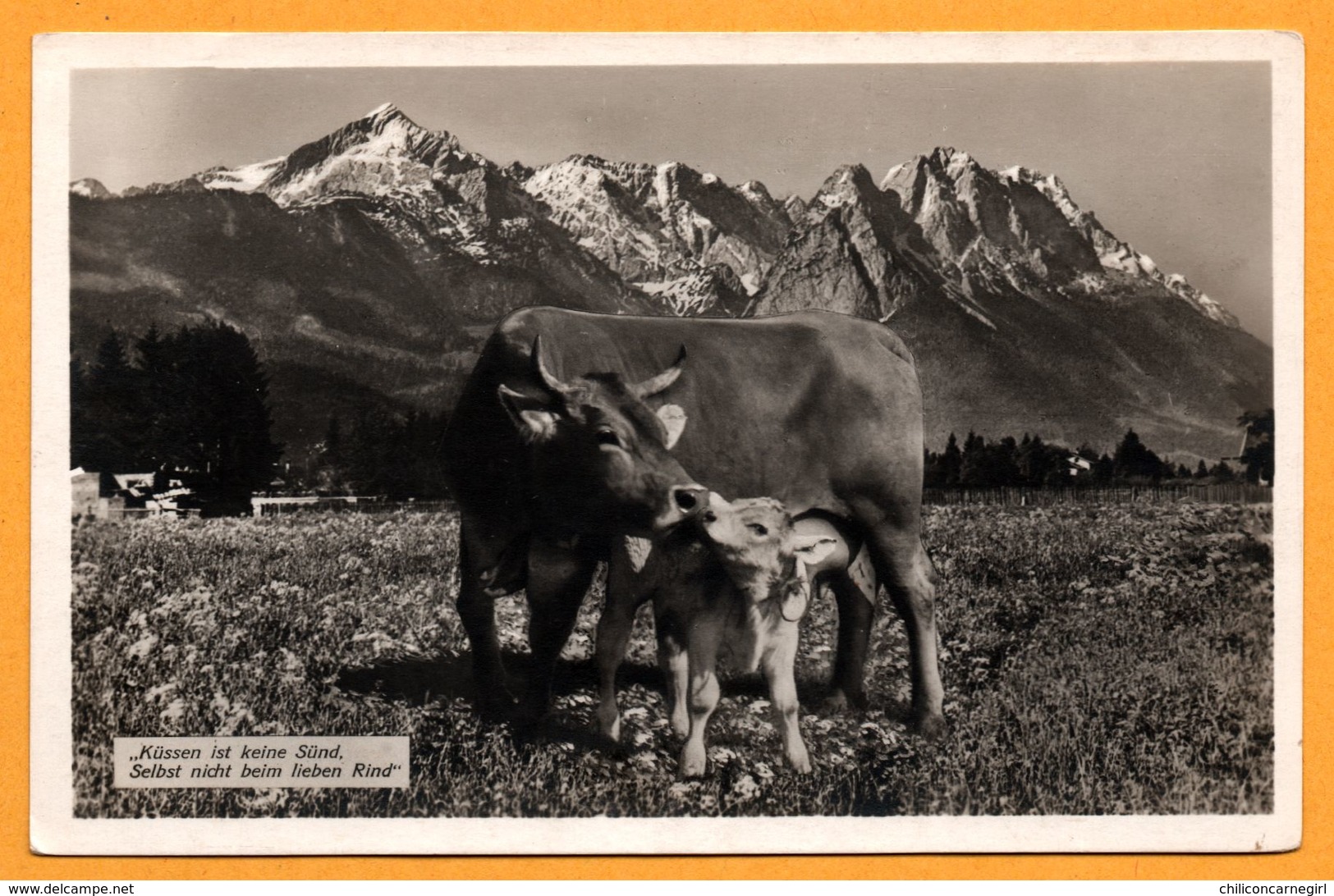 " Küssen Ist Keine Sünd - Selbst Nicht Beim Lieben Rind " - Vache Et Veau - Montagne - G. BISCHOFBERGER KEMPTEN Nr. 1357 - Cows