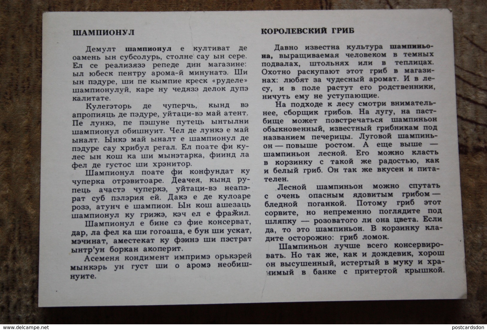 USSR. Moldova. Old Rare Postcard  - Agaricus-   Champignon  - Mushroom 1960s - Pilze