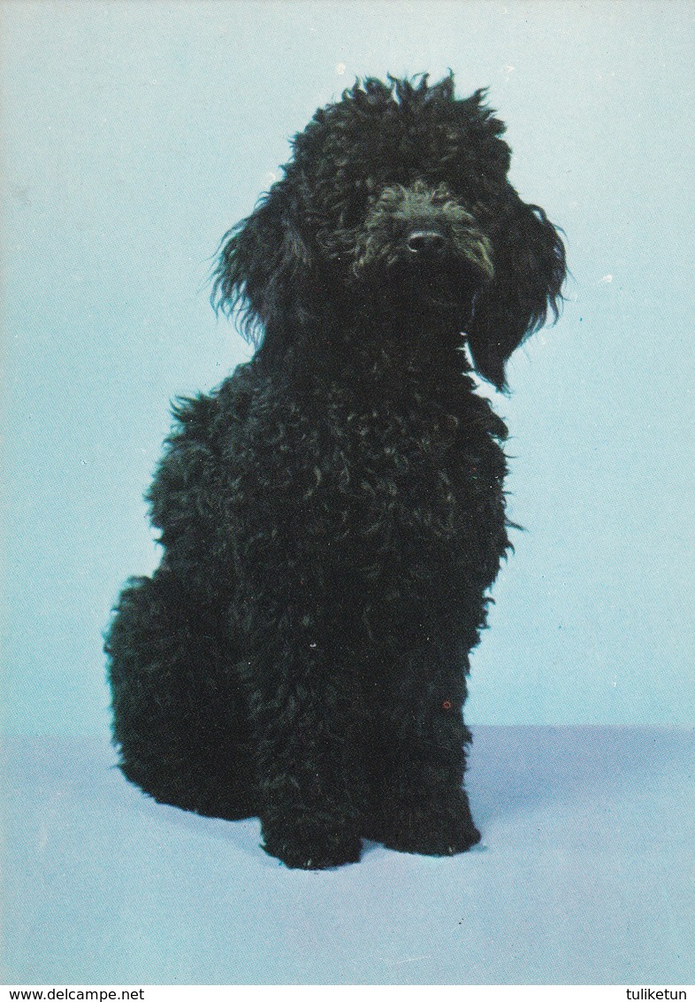 Poodle - Caniche - Dog - Chien - Cane - Hund - Hond - Perro - Dogs