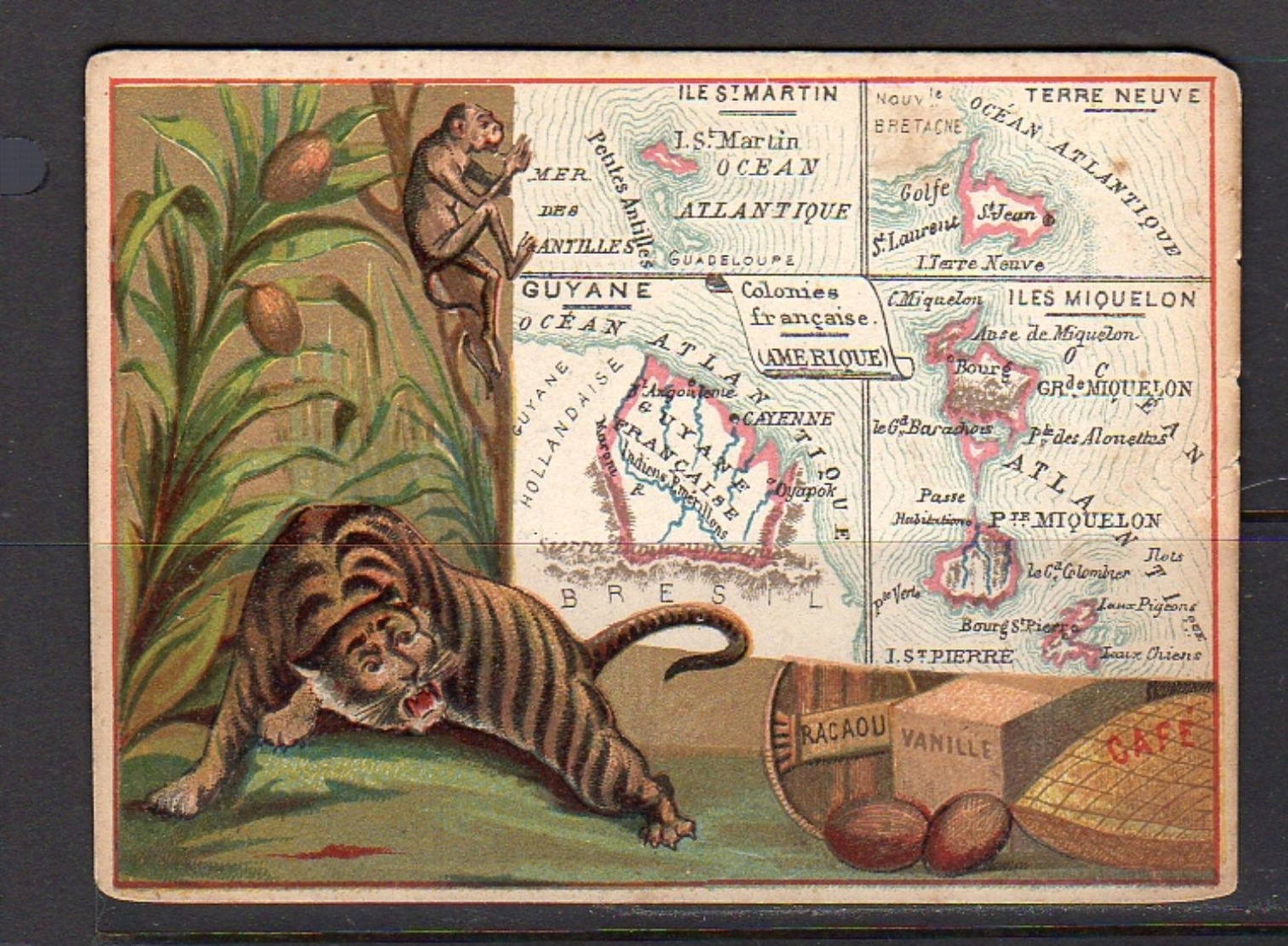 Terre Neuve: Guiana, Miquelon, St. Martin & Tiger ± 1900 11½ X 8½ Cm  (k22-20) - Géographie