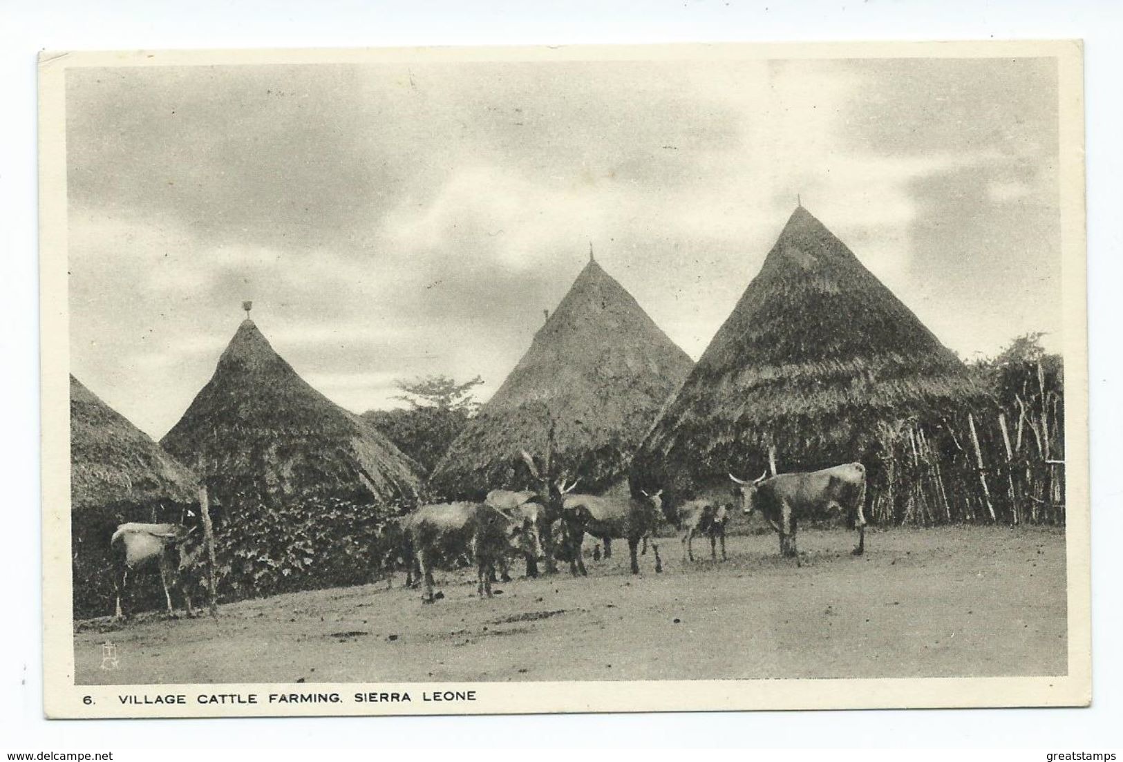 Africa Postcard Sierra Leone Village Cattle Farming Tucks Postcard Unused - Sierra Leone