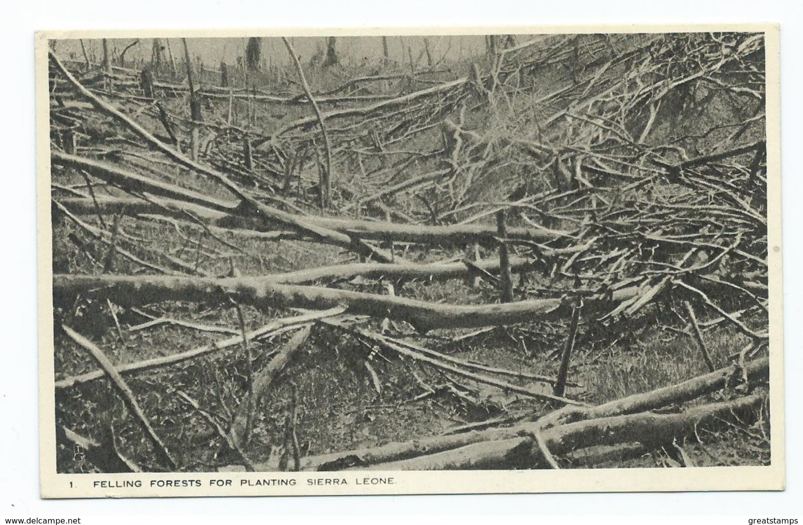 Africa Postcard Sierra Leone Felling Forests  Tucks Postcard Unused - Sierra Leone