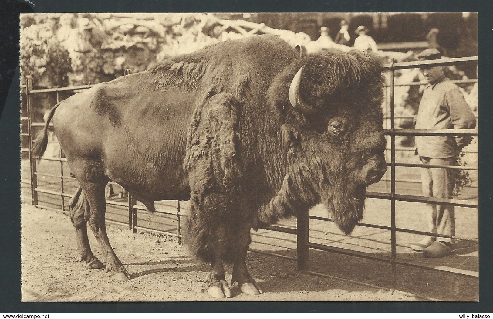 +++ CPA - ANTWERPEN - ANVERS - Jardin Zoologique - Zoo - Dierentuin - Bison D'Amérique - Amerikaansche Bison - Nels  // - Antwerpen