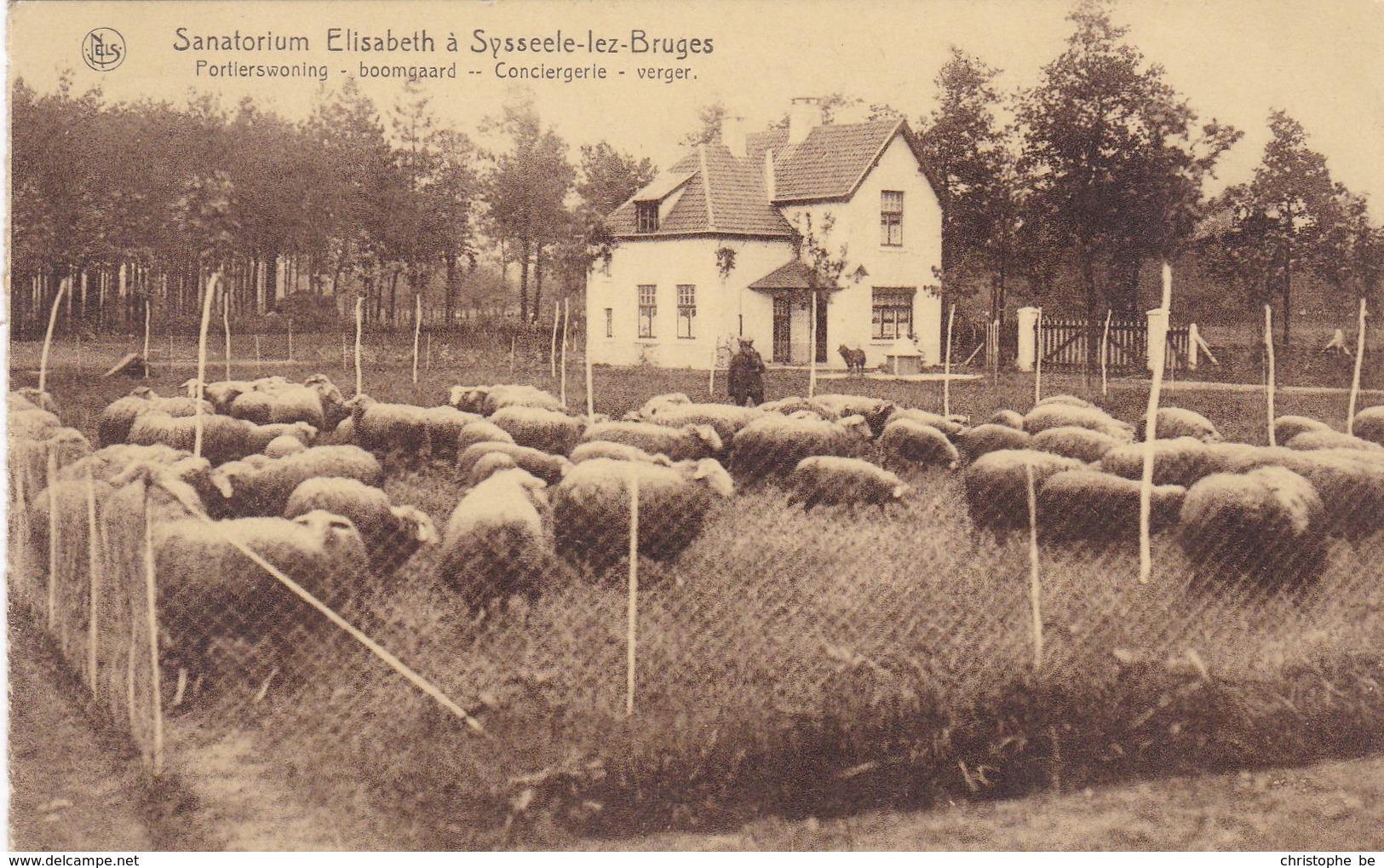 Sijsele, Sanatorium Elisabeth A Sysseele Lez Bruges, Portierswoning, Boomgaard, Schapen, Sheep, Moutons (pk42429) - Damme