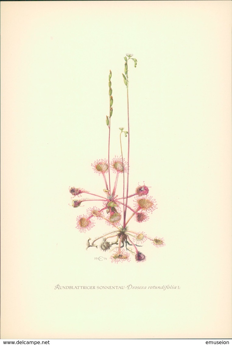 1956 - Druck: Rundblättriger Sonnentau - Drosera Rotundifolia - Autres & Non Classés