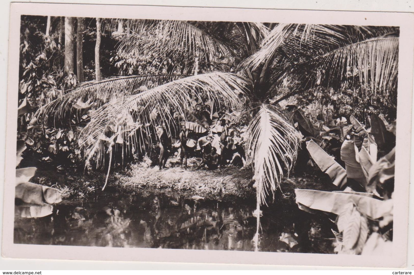 ABIDJAN,Afrique,Cote D'ivoire,un Marigaud Dans La Foret,CARTE PHOTO REYNES - Côte-d'Ivoire