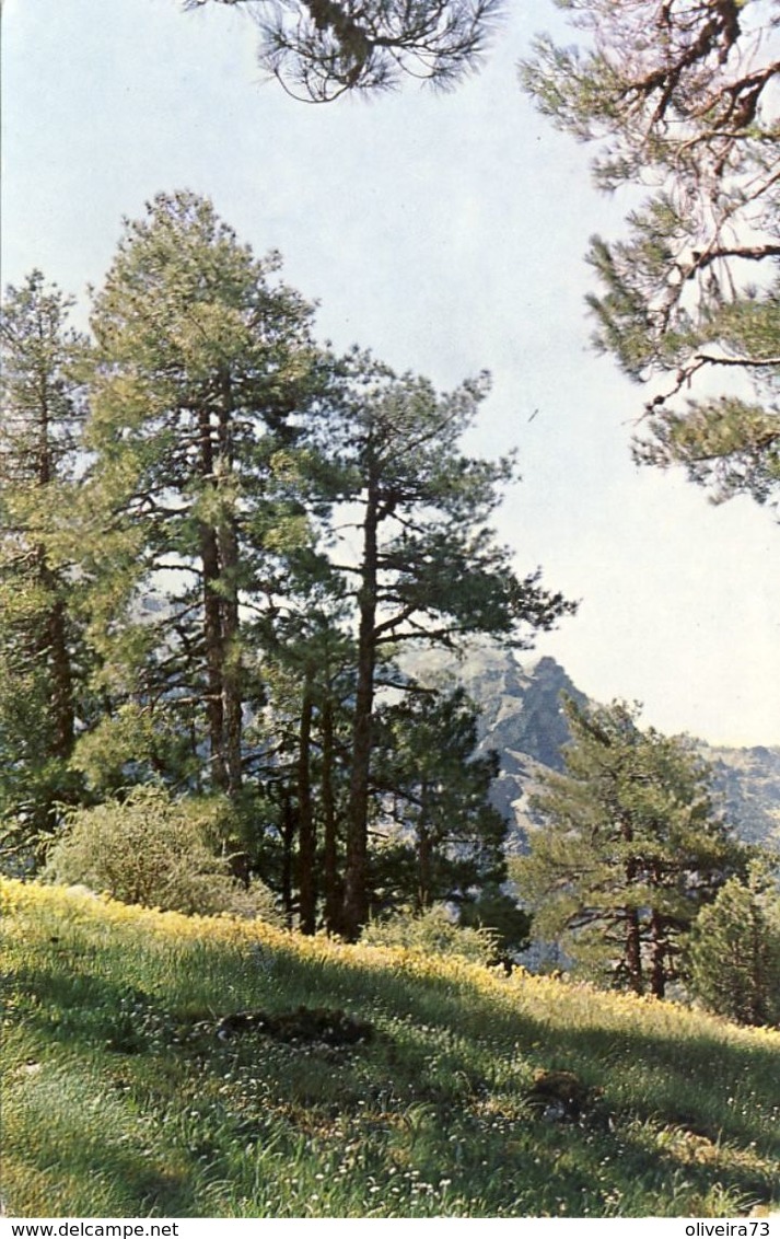 SIERRA DE CAZORLA - Praderas De Alta Montaña - ESPAÑA - Jaén