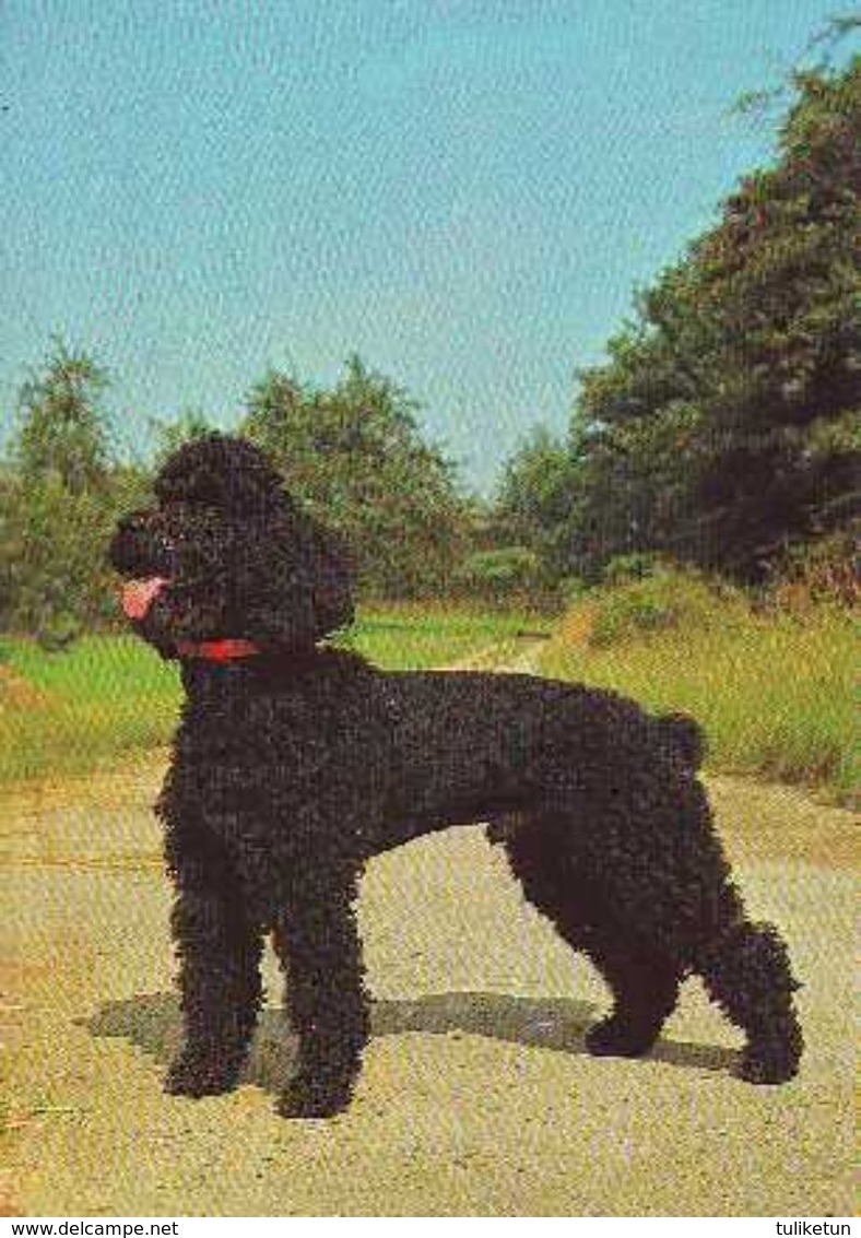 Poodle - Caniche - Dog - Chien - Cane - Hund - Hond - Perro - Dogs