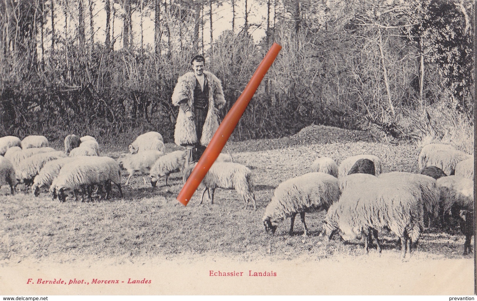 ECHASSIER LANDAIS - Avec Ses Moutons - Elevage