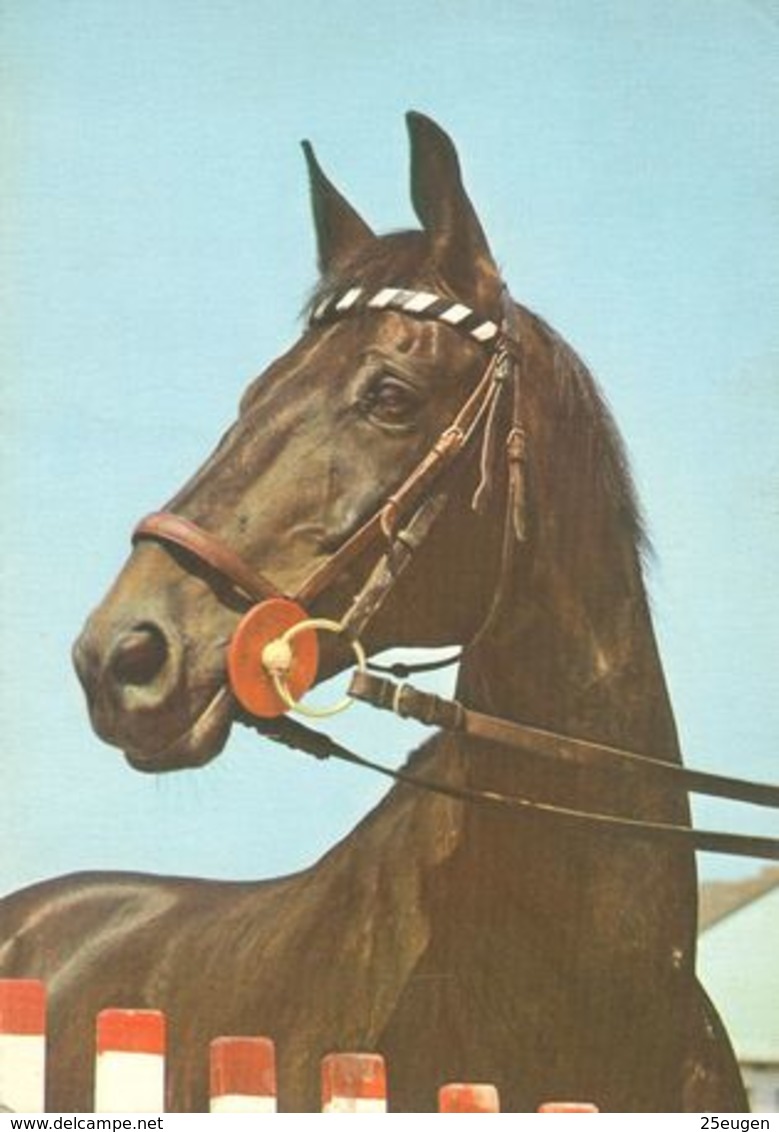 HORSES / PFERDE / CHEVAUX /    POSTCARD  USED     ( H  4656 ) - Pferde